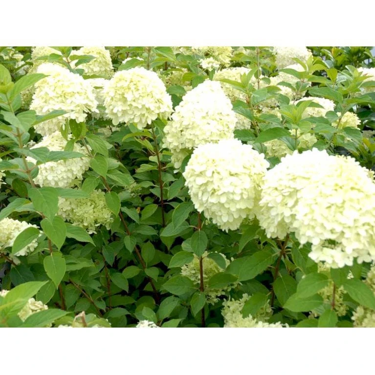Kompakt Syrén-Hortensia 'Little Lime' Hydrangea Paniculata 'Little Lime' 3,5 Liter Potte 5 Kompakt Syrén-Hortensia 'Little Lime' Hydrangea Paniculata 'Little Lime' 3,5 Liter Potte - Billede 5