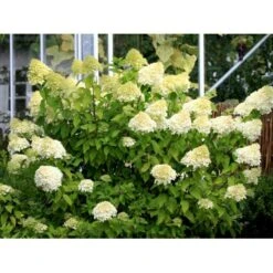 Kompakt Syrén-Hortensia 'Little Lime' Hydrangea Paniculata 'Little Lime' 3,5 Liter Potte 9 Kompakt Syrén-Hortensia 'Little Lime' Hydrangea Paniculata 'Little Lime' 3,5 Liter Potte -Sirius Butik mi3703 hydrangea paniculata limelight c7e2