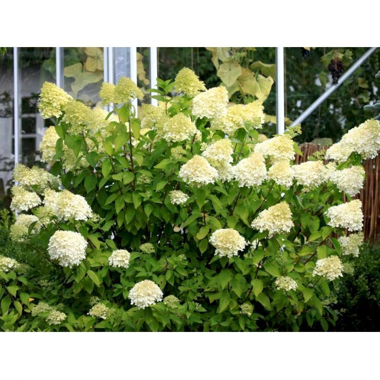Kompakt Syrén-Hortensia 'Little Lime' Hydrangea Paniculata 'Little Lime' 3,5 Liter Potte 4 Kompakt Syrén-Hortensia 'Little Lime' Hydrangea Paniculata 'Little Lime' 3,5 Liter Potte - Billede 4