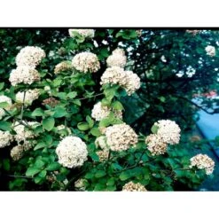 Duft-snebolle Viburnum Carlcephalum Med Klump,- 100-120 Cm. -Sirius Butik mi3729 viburnum carlcephalum 5afa