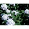 Duft-snebolle Viburnum Carlcephalum Med Klump,- 100-120 Cm.