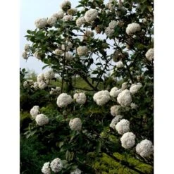 Duft-snebolle Viburnum Carlcephalum Med Klump,- 100-120 Cm. -Sirius Butik mi3729 viburnum carlcephalum a509