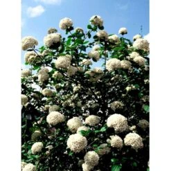 Duft-snebolle Viburnum Carlcephalum Med Klump,- 100-120 Cm. -Sirius Butik mi3729 viburnum carlcephalum b9b0