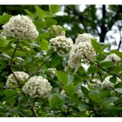 Duft-snebolle Viburnum Carlcephalum Med Klump,- 100-120 Cm. -Sirius Butik mi3729 viburnum carlcephalum db59