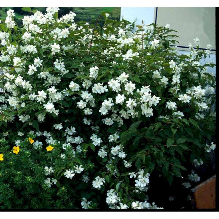 Uægte Jasmin 'Coronarius' Philadelphus Coronarius Solitær Busk 150-200 Cm. - Med Klump 1 Uægte Jasmin 'Coronarius' Philadelphus Coronarius Solitær Busk 150-200 Cm. - Med Klump