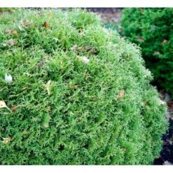 Thuja 'Tiny Tim' Thuja Occidentalis 'Tiny Tim' (dværgform) Potte 3,0 Liter,- 25-30 Cm. -Sirius Butik mi3751 thuja occidentalis tiny tim 7dee