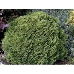 Thuja 'Tiny Tim' Thuja Occidentalis 'Tiny Tim' (dværgform) Potte 3,0 Liter,- 25-30 Cm. -Sirius Butik mi3751 thuja occidentalis tiny tim bc8b