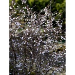 Fuji-kirsebær 'Kojou-no-mai' Prunus Incisa 'Kojou-no-mai' Opstammet 90 Cm. 7,5 Liter Potte -Sirius Butik mi3753 prunus incisa kojou no mai adfa