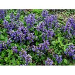 Krybende Læbeløs Ajuga Reptans 10 Cm. Potte -Sirius Butik mi3758 ajuga reptans 61af