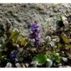 Krybende Læbeløs Ajuga Reptans 10 Cm. Potte