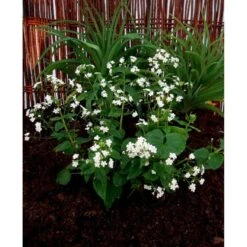 Kærmindesøster 'Betty Bowring' Brunnera Macrophylla 'Betty Bowring' 1 Liter Potte -Sirius Butik mi375 brunnera macrophylla betty bowring 0d8f