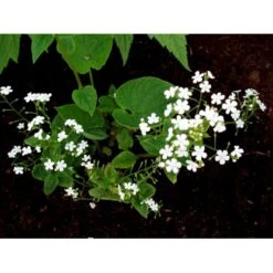 Kærmindesøster 'Betty Bowring' Brunnera Macrophylla 'Betty Bowring' 1 Liter Potte -Sirius Butik mi375 brunnera macrophylla betty bowring 1b51