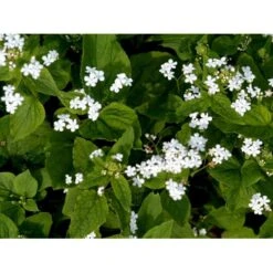 Kærmindesøster 'Betty Bowring' Brunnera Macrophylla 'Betty Bowring' 1 Liter Potte -Sirius Butik mi375 brunnera macrophylla betty bowring a666