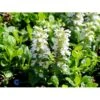 Krybende Læbeløs Ajuga Reptans 'Alba' 10 Cm. Potte