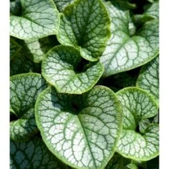 Kærmindesøster 'Jack Frost' Brunnera Macrophylla 'Jack Frost' 1 Liter Potte -Sirius Butik mi376 brunnera macrophylla jack frost 38e5