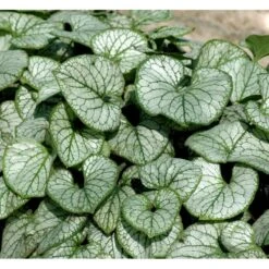 Kærmindesøster 'Jack Frost' Brunnera Macrophylla 'Jack Frost' 1 Liter Potte -Sirius Butik mi376 brunnera macrophylla jack frost a359