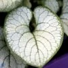 Kærmindesøster 'Jack Of Diamonds' Brunnera Macrophylla 'Jack Of Diamonds' 1 Liter Potte