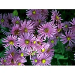 Amellusasters 'Lady Hindlip' Aster Amellus 'Lady Hindlip' 1 Liter Potte -Sirius Butik mi3780 aster amellus lady hindlip 1e3d