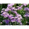 Amellusasters 'Lady Hindlip' Aster Amellus 'Lady Hindlip' 1 Liter Potte