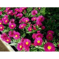 Pudeasters 'Starlight' Aster Dumosus 'Starlight' 1 Liter Potte -Sirius Butik mi3781 aster starlight 08d2