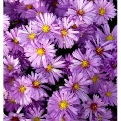 Asters 'Jungfrau' Aster Frikartii 'Jungfrau' 1 Liter Potte 5 Asters 'Jungfrau' Aster Frikartii 'Jungfrau' 1 Liter Potte -Sirius Butik mi3782 aster frikartii jungfrau 99a1