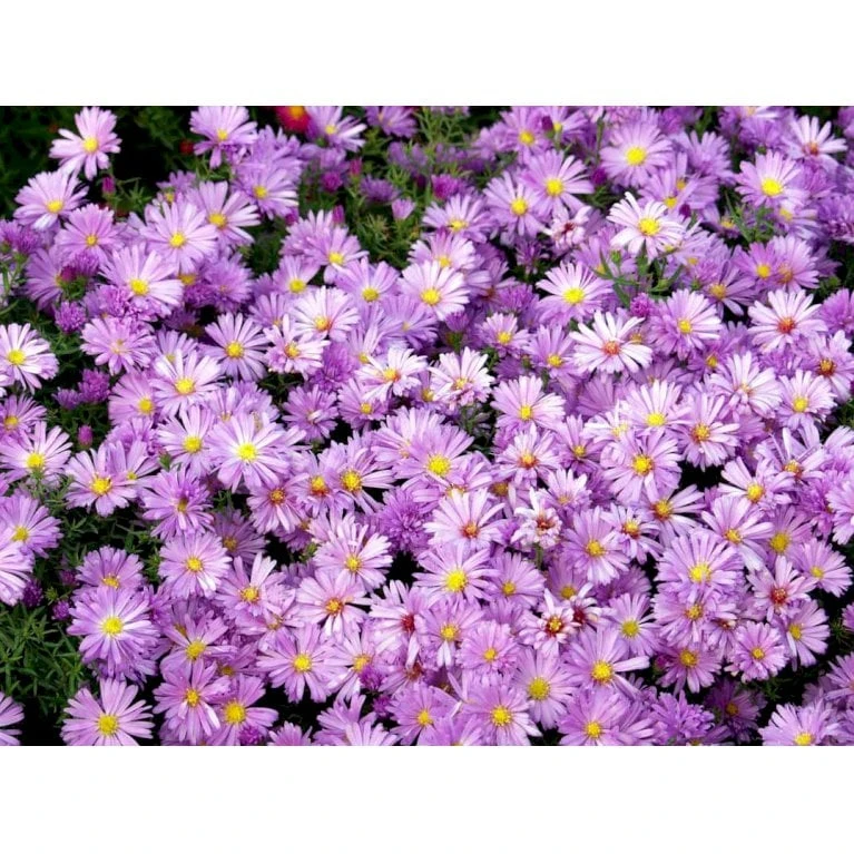 Asters 'Jungfrau' Aster Frikartii 'Jungfrau' 1 Liter Potte 1 Asters 'Jungfrau' Aster Frikartii 'Jungfrau' 1 Liter Potte