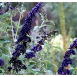 Sommerfuglebusk 'Black Knight' Buddleja Davidii 'Black Knight' Potte 6,5 Liter 50-60 Cm. -Sirius Butik mi379 buddleia davidii black knight 1078