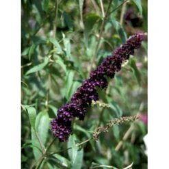 Sommerfuglebusk 'Black Knight' Buddleja Davidii 'Black Knight' Potte 6,5 Liter 50-60 Cm. -Sirius Butik mi379 buddleia davidii black knight 3fe2
