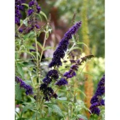 Sommerfuglebusk 'Black Knight' Buddleja Davidii 'Black Knight' Potte 6,5 Liter 50-60 Cm. -Sirius Butik mi379 buddleia davidii black knight 52ee