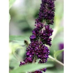 Sommerfuglebusk 'Black Knight' Buddleja Davidii 'Black Knight' Potte 6,5 Liter 50-60 Cm. -Sirius Butik mi379 buddleia davidii black knight 5775