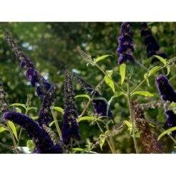 Sommerfuglebusk 'Black Knight' Buddleja Davidii 'Black Knight' Potte 6,5 Liter 50-60 Cm. -Sirius Butik mi379 buddleia davidii black knight ee09