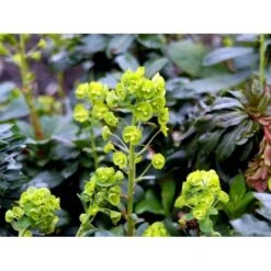 Vortemælk Euphorbia Robbiae 1 Liter Potte -Sirius Butik mi3800 euphorbia robbiae 1004