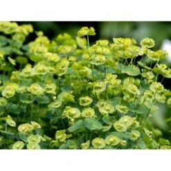 Vortemælk Euphorbia Robbiae 1 Liter Potte -Sirius Butik mi3800 euphorbia robbiae 40f0