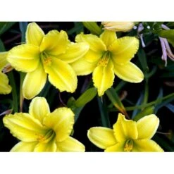 Daglilje 'Green Flutter' Hemerocallis 'Green Flutter' Potte 2 Liter. -Sirius Butik mi3809 hemerocallis green flutter 641f
