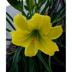 Daglilje 'Green Flutter' Hemerocallis 'Green Flutter' Potte 2 Liter.