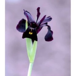 Smalbladet Iris Iris Chrysographes 'Black Form' 1 Liter Potte