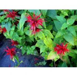 Hestemynte 'Cambridge Scarlet' Monarda Hybrid 'Cambridge Scarlet' 1 Liter Potte -Sirius Butik mi3820 monarda hybrid cambridge scarlet b005
