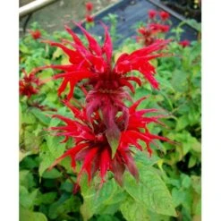 Hestemynte 'Cambridge Scarlet' Monarda Hybrid 'Cambridge Scarlet' 1 Liter Potte -Sirius Butik mi3820 monarda hybrid cambridge scarlet e71e