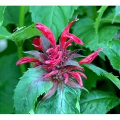 Hestemynte 'Cambridge Scarlet' Monarda Hybrid 'Cambridge Scarlet' 1 Liter Potte