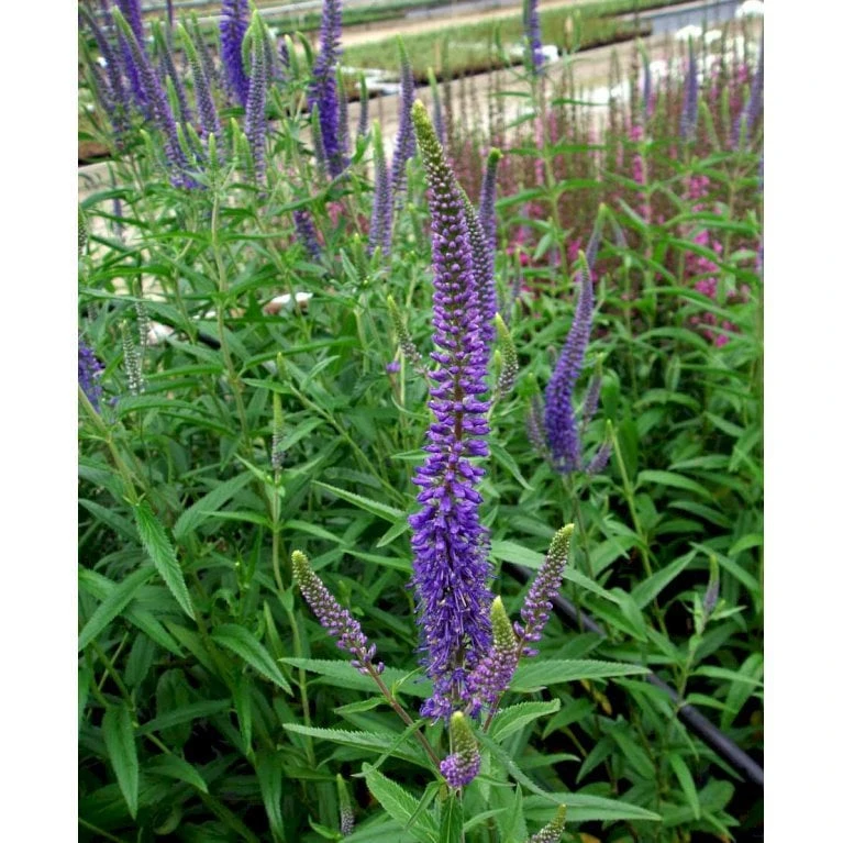 Langbladet Ærenpris 'Blauriesin' Veronica Longifolia 'Blauriesin' 1 Liter Potte 1 Langbladet Ærenpris 'Blauriesin' Veronica Longifolia 'Blauriesin' 1 Liter Potte