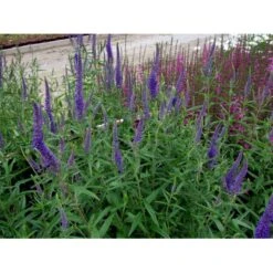 Langbladet Ærenpris 'Blauriesin' Veronica Longifolia 'Blauriesin' 1 Liter Potte 5 Langbladet Ærenpris 'Blauriesin' Veronica Longifolia 'Blauriesin' 1 Liter Potte -Sirius Butik mi3833 veronica longifolia blauriesin 7023