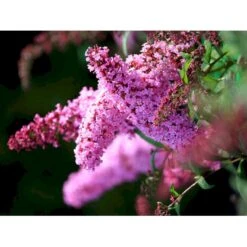 Sommerfuglebusk 'Pink Delight' Buddleja Davidii 'Pink Delight' Potte 6,5 Liter 50-60 Cm. -Sirius Butik mi383 buddleia davidii pink delight 0432