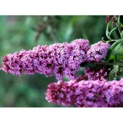 Sommerfuglebusk 'Pink Delight' Buddleja Davidii 'Pink Delight' Potte 6,5 Liter 50-60 Cm. -Sirius Butik mi383 buddleia davidii pink delight 2b78