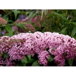 Sommerfuglebusk 'Pink Delight' Buddleja Davidii 'Pink Delight' Potte 6,5 Liter 50-60 Cm. -Sirius Butik mi383 buddleia davidii pink delight 3e61