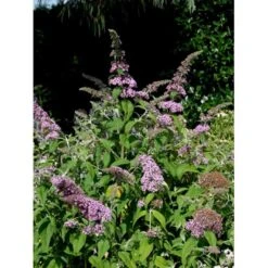 Sommerfuglebusk 'Pink Delight' Buddleja Davidii 'Pink Delight' Potte 6,5 Liter 50-60 Cm. -Sirius Butik mi383 buddleia davidii pink delight e41c