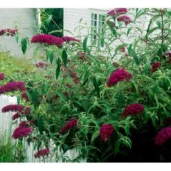 Sommerfuglebusk 'Royal Red' Buddleja Davidii 'Royal Red' Potte 2 Liter. 10 Sommerfuglebusk 'Royal Red' Buddleja Davidii 'Royal Red' Potte 2 Liter. -Sirius Butik mi384 buddleia davidii royal red 2063