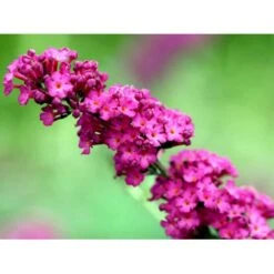 Sommerfuglebusk 'Royal Red' Buddleja Davidii 'Royal Red' Potte 2 Liter. 9 Sommerfuglebusk 'Royal Red' Buddleja Davidii 'Royal Red' Potte 2 Liter. -Sirius Butik mi384 buddleia davidii royal red 7ccb