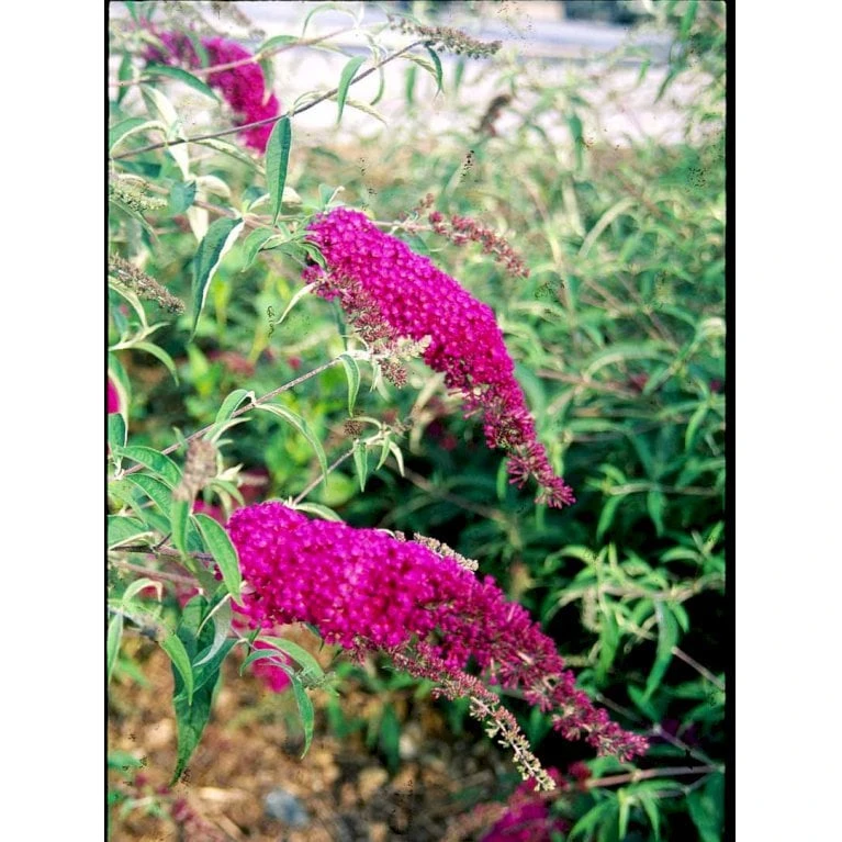 Sommerfuglebusk 'Royal Red' Buddleja Davidii 'Royal Red' Potte 2 Liter. 6 Sommerfuglebusk 'Royal Red' Buddleja Davidii 'Royal Red' Potte 2 Liter. - Billede 6