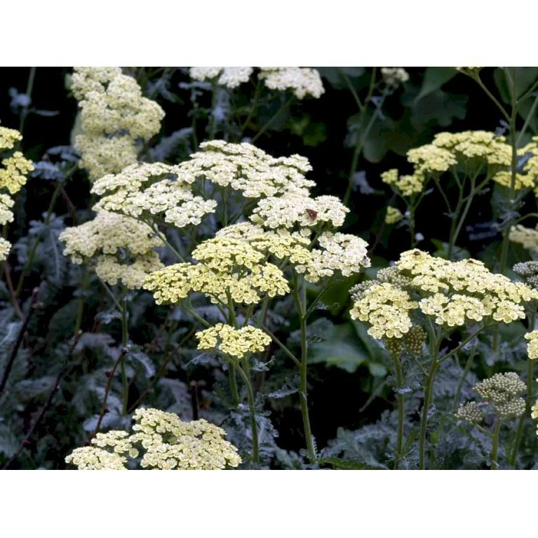 Almindelig Røllike 'Anthea' Achillea Millefolium 'Anthea' 1 Liter Potte 1 Almindelig Røllike 'Anthea' Achillea Millefolium 'Anthea' 1 Liter Potte