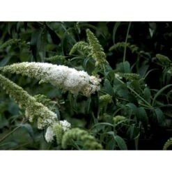 Sommerfuglebusk 'White Profusion' Buddleja Davidii 'White Profusion' Potte 6,5 Liter 50-60 Cm. -Sirius Butik mi385 buddleia davidii white profusion 609a